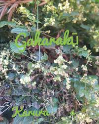 Image result for Suregada procera