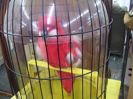 Tampa bay area delivery available. Just A Blog About Animatronics Bird Animatronic For Sale At The Streetsboro Flea
