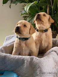 Fox red labs are between 50 and 90 pounds, and stand between 20 and 25 inches tall. Labrador Retriever For Sale In The City Of Berlin Germany Price 480 Announcement 7990