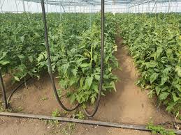 Temperatura minima de germinare a semintelor este de 10° c ( functie de soi ) , temperatura ferilizarea rosiilor in faza de vegetatie se face : Plantarea RÄsadului De RoÈii In Camp Deschis Solarii SerÄ