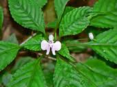 Image result for Impatiens hochstetteri