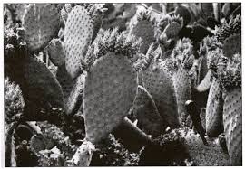 There are several species of cacti that don't produce spikes — or spines as they are called — simply because evolution doesn't require it, said jimmy black, president of the san antonio cactus and xerophyte. Opuntia Index Part 6 M O