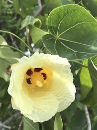 Image result for Thespesia