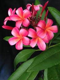 We host free meetings, a plumeria cutting sale, a hawaiian plumeria festival and a members only hawaiian luau. Any Obsessed Plumeria Grower In San Jose Ca