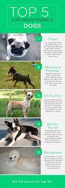 The Top 10 Low Maintenance Dogs Low Maintenance Dog Breeds Dog Breeds Pets Dogs Breeds