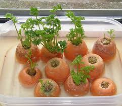 Growing parsley quickly from cuttings. Indoor Garden Idea Guide Activities Pittsburgh Federation