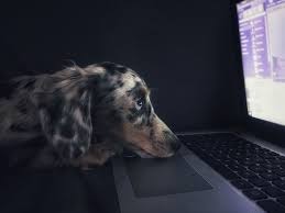 May 17, 2021 · pet dads deserve a round of applause, too. Dog Laptop Pictures Download Free Images On Unsplash