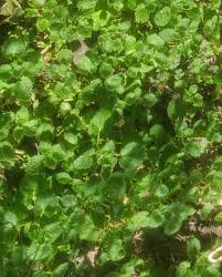 Image result for Chenolea diffusa