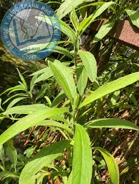 Image result for Blumea