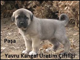 Satilik Kangal Yavrusu Ilanlari Dayi