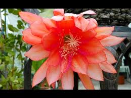 Image result for Epiphyllum