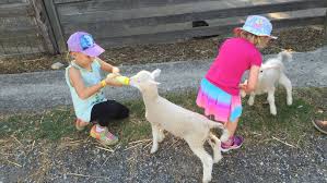 One of the first mobile animal farms in australia, kindifarm® provides petting zoo hire for all occasions. Calmsley Hill City Farm Attractions In Abbotsbury Sydney