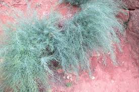 Image result for Asparagus flavicaulis