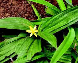 Image result for Curculigo