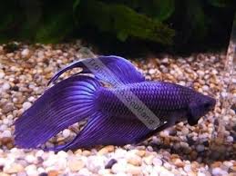 I love the expression on his face! Why Are Purple Bettas So Hard To Find Bettafish