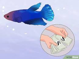 Panduan lengkap cara merawat ikan arwana untuk budidaya. Cara Membantu Ikan Cupang Hidup Lebih Lama Dengan Gambar