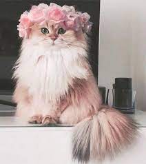 Umbridge Came Back As A Pink Fluffy Cat Catsfluffy Cute Cats And Dogs Cute Animals Cute Baby Cats