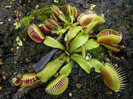 Venus Flytrap Habitat Diet Adaptations Video Lesson