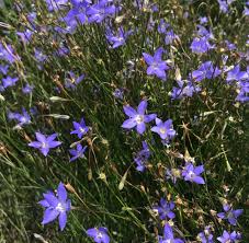 Image result for Wahlenbergia perrottetii