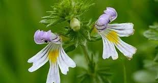 Gozotu Sifali Faydalari Ebitki Com Sifali Otlar Bitki Otlar