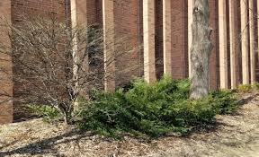 And in fall, trees will focus on putting down roots rather than growing smaller trees suffer less from being moved and may have faster early growth. Protecting Trees And Shrubs In Winter Umn Extension