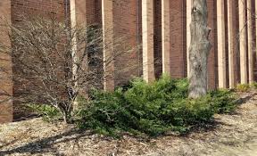 I am going to talk to you about winter tree and shrub transplanting tips and why now is the ideal time. Protecting Trees And Shrubs In Winter Umn Extension