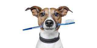 Maybe you would like to learn more about one of these? Vet Care Home Facebook