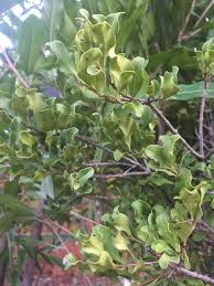 Image result for Euclea undulata