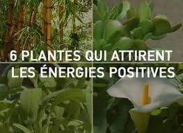6 Plantes Qui Attirent Les Energies Positives Selon Le Feng Shui Plantes Feng Shui Plante Jardin Feng Shui