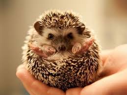7 Unique Pets You Can Own Adorable Unique Animals Cute Animals Cute Baby Animals