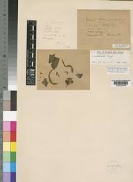 Image result for Lobelia mildbraedii