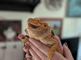 Not only will you provide your bearded dragon with comfort, the world is. How To Pick Up A Bearded Dragon Correctly Without Issue