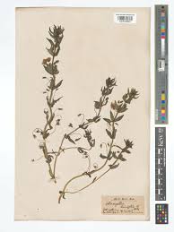Image result for Lysimachia monelli