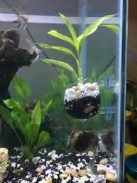 pin on tips for aquarium fish tanks