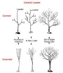 To train each, usually a square grid lattice must be set up and attached to the wall or to strong posts. How To Prune An Apple Tree The Garden Of Eaden
