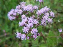 Flower Friday Mistflower Florida Wildflower Foundation Wild Flowers Flowers Wild Plants