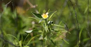 Image result for Sida acuta