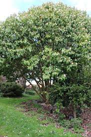 A stunning small evergreen tree. Magnolia Bubbles