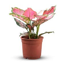 Check spelling or type a new query. Aglaonema Plant Pink Buy Online Trivandrum Gardentech
