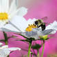 Bumblebee Expedition Walks