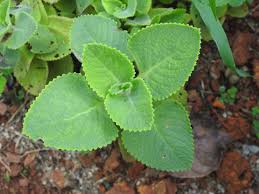 Image result for Coleus amboinicus