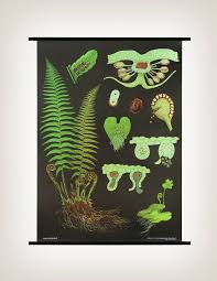 Hagemann Botanical Chart A British Colonial Poster