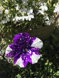 My Friends Night Sky Petunias Are Turning White Gardening Garden Diy Home Flowers Roses Nature Landscaping Night Sky Petunia Petunias Purple Flowers