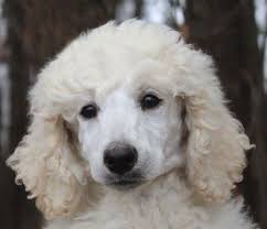 White standard poodle for sale. Pin On Standard Poodle