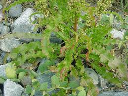 Image result for Rumex crispus