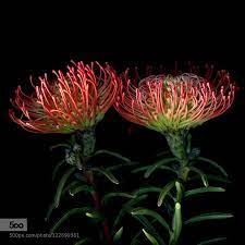 Double Fun More Flower Fireworks Pinned By Mak Khalaf The Leucospermum Veld Fire Are Proteas And Are Indigenous Flowers Trees To Plant Planting Flowers