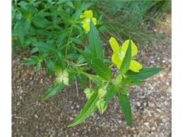 Image result for Ludwigia octovalvis