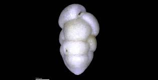 Image result for Micrargeriella