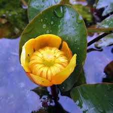 I fiori giapponesi non sono troppo diversi da quelli nostrani ma il loro significato e simbolismo hanno spesso connotazioni diverse dai nostri. Nuphar Japonica Nenufaro Giapponese Nano Acquista Online Su Vivaibambu Store