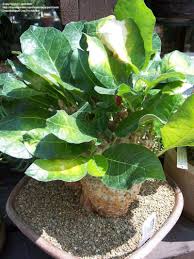 Image result for Cibirhiza